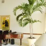 Beautiful indoor palm with feather fronds and stockier trunks than a majesty palm