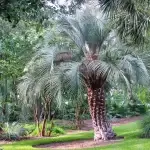 Large pindo palm tree with large feather-like fronds