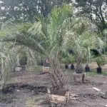 A pindo palm on our farm