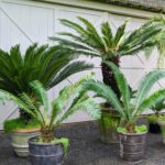 Several Sago palms in containers