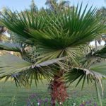 Mexican Fan Palm-Growing in the Garden