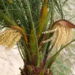 Pygmy date palm in a container, commonly called Dwarf date palm, or Mountain date palm.