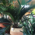 Sago Palm in container