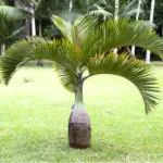 Bottle shape trunk palm with large feather palms similar to a chilean wine palm