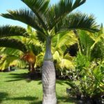 Bottle shape trunk palm with large feather palms similar to a chilean wine palm