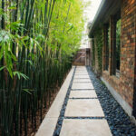 Modern Pathway with Black Bamboo Paradise Palms